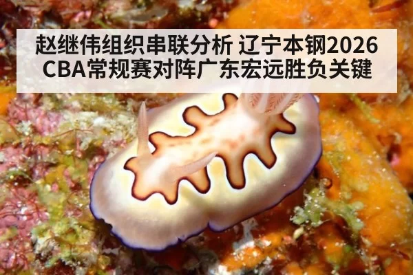 赵继伟组织串联分析 辽宁本钢2026CBA常规赛对阵广东宏远胜负关键